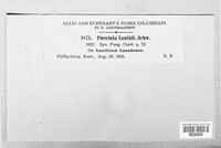 Puccinia xanthii image